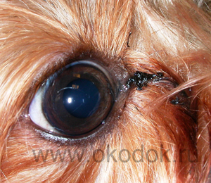 глаза собаки уход за глазами