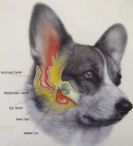 строение уха собаки