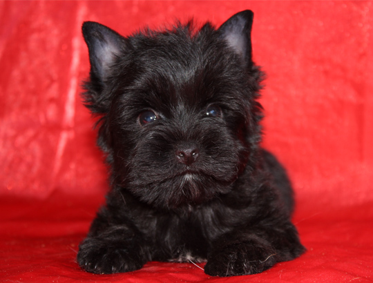 ЗЕВС - щенок йоркширского терьера черного окраса